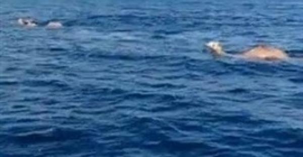 لقطات لجمال وفيلة تسبح في البحر تثير مخاوف اقتراب نهاية العالم (فيديو)