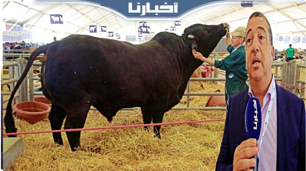 ما شاء الله.. أضخم ثور بالمعرض الفلاحي وزنه يتجاوز 1800 كيلو