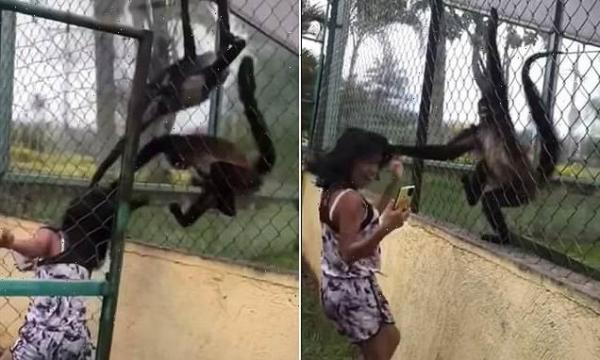 قردان يهاجمان فتاة في حديقة حيوانات بالمكسيك (فيديو)