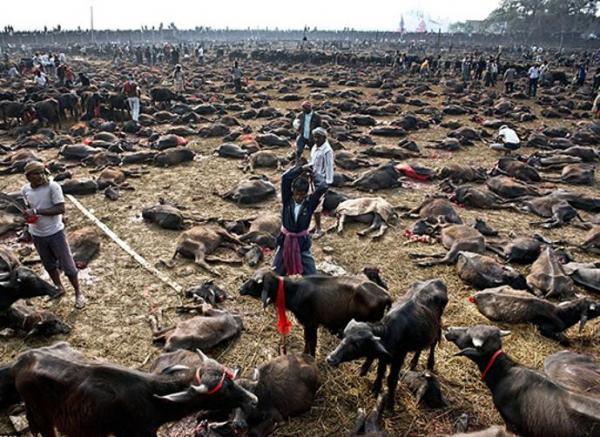 صور: إعدام آلاف الجواميس في طقوس غريبة للنيباليين