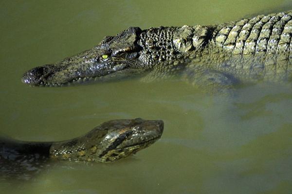 بالفيديو: لحظة التهام أفعى أناكوندا عملاقة لتمساح ضخم