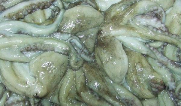 العيون: افتتاح موسم صيد الأخطبوط في المنطقة الواقعة جنوب بوجدور