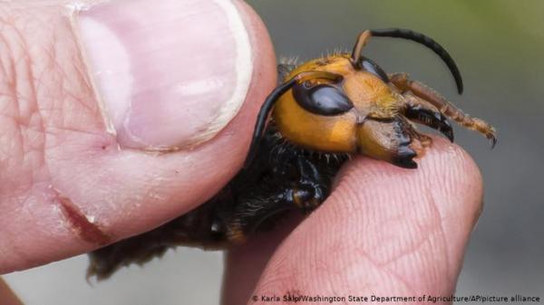 ولاية أمريكية تعلن الحرب على "الدبور القاتل" قبل دخوله "مرحلة الذبح"