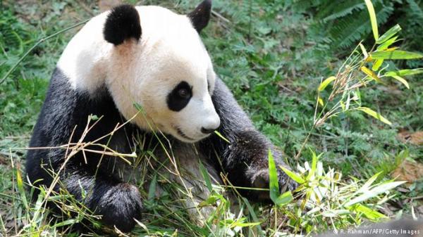 دراسة روث الباندا لاستنباط الوقود الحيوي