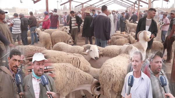 من سوق سطات: الحولي الصردي موجود والثمن مناسب والكسابة معجبهمش الحال "حنا مضرورين"
