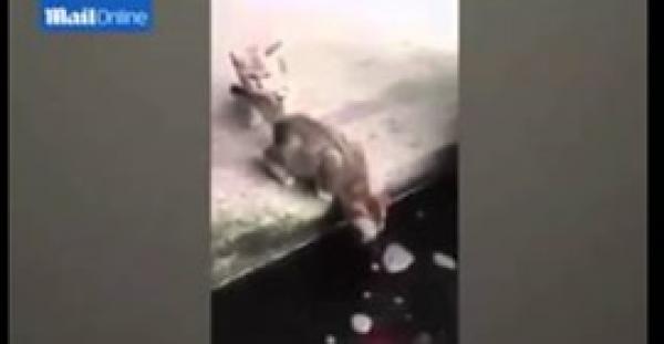 بالفيديو.. سمكة ضخمة تخرج من الماء وتلتهم قطة