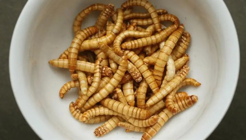 بداية من يوم غد.. الاتحاد الأوروبي يجيز استخدام مسحوق الحشرات المعالج في الأغذية