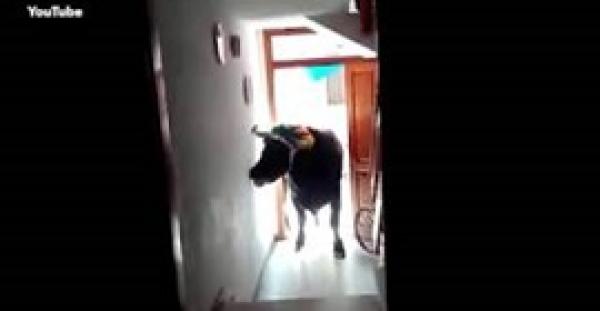 بالفيديو.. ثور هائج يهرب من مهرجان إسباني ليدمر منزلا