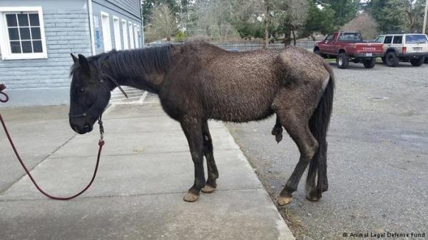 صورة الحصان.