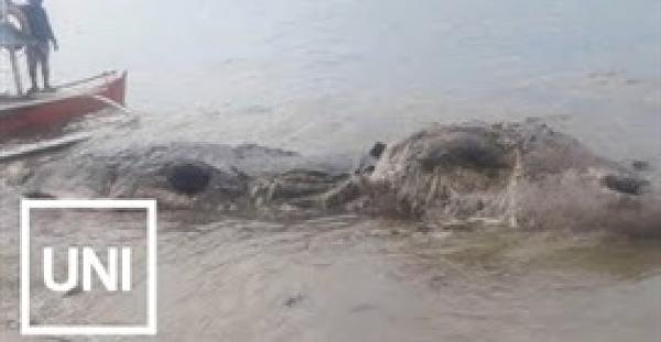 بالفيديو والصور.. العثور على مخلوق بحري غامض في الفلبين