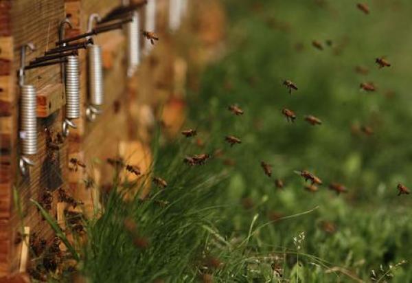 "أسراب نحل" تصيب 23 شخصاً بالتسمم والتورم في عزاء بالسودان