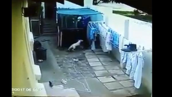 بالفيديو .. شفار دخل يسرق .. حصل حصلة خايبة