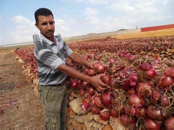 أزمة البصل بالمغرب: الحكومة تلجأ إلى الاستيراد لتجنب أسعار خيالية