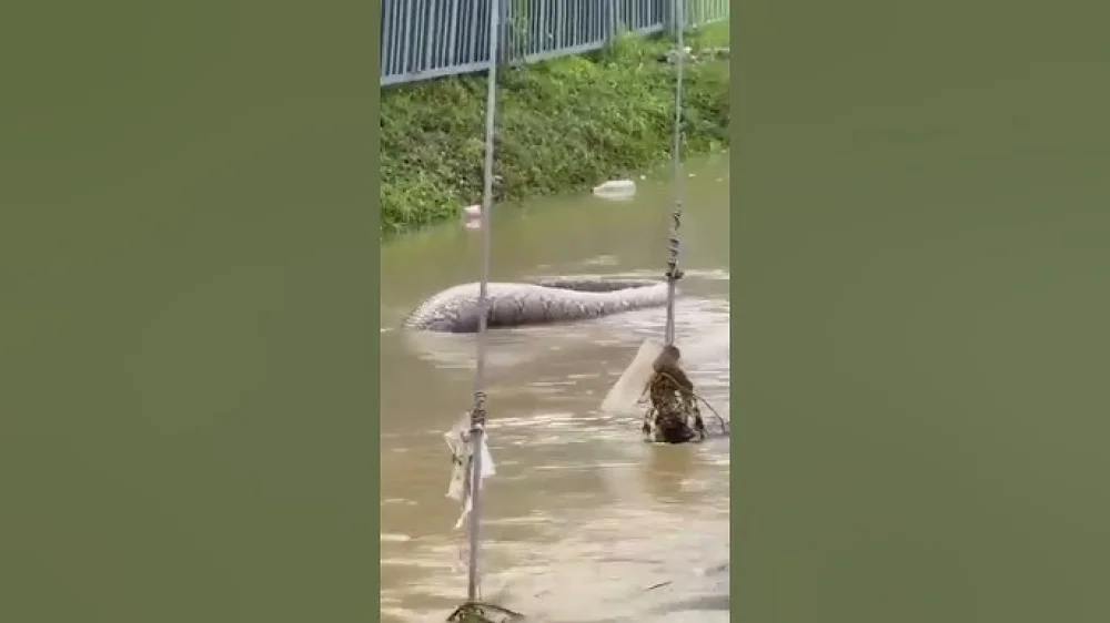 مشهد يحبس الأنفاس لظهور ثعبان ضخم خلال فيضانات تايلاند(فيديو)