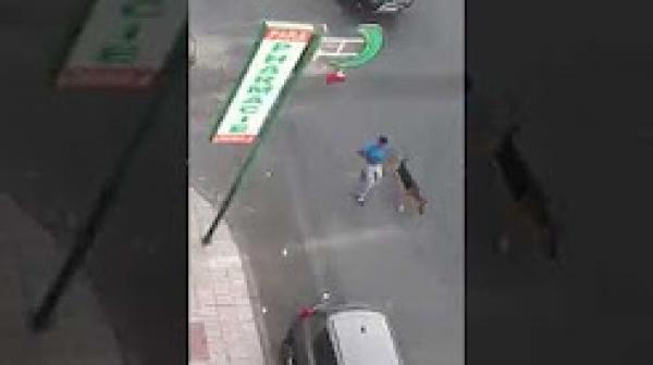 مشرملين يروعون التلاميذ بالكلاب أمام مدرستهم بالدارالبيضاء