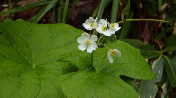 سبحان الله ...  زهرة تصبح شفافة عند ملامسة الماء لها