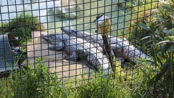 رجم تمساح حتى الموت بحديقة الحيوانات في تونس العاصمة