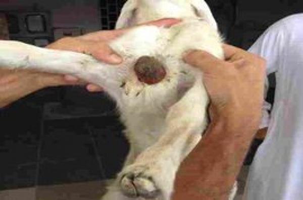 بالفيديو .. خروف قلبه ينبض خارج صدره