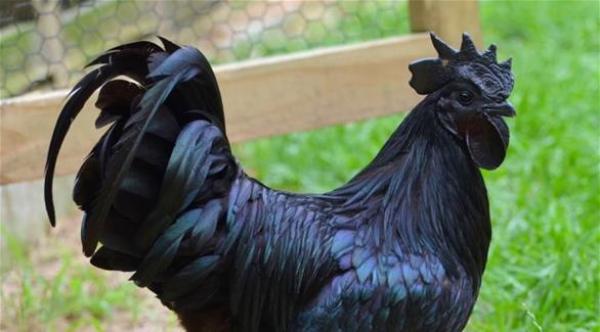 بالصور: "دجاج لامبورغيني" للبيع بـ 2500 دولار