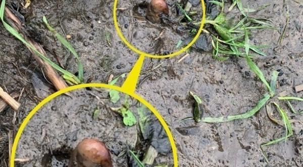 يبلغون عن العثور على بقايا بشرية في شمال شرق إنكلترا..ثم يكتشفون أنها حبة بطاطس