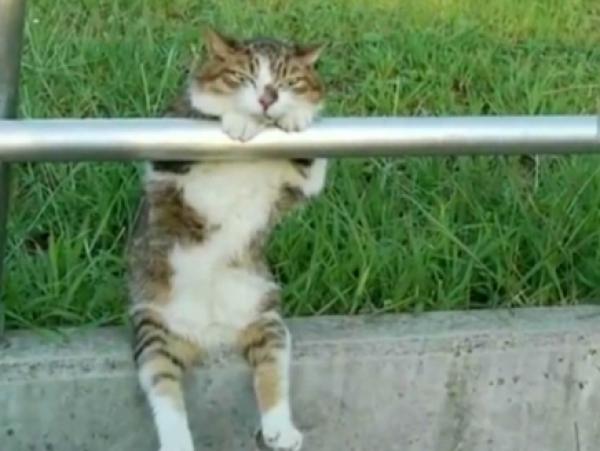 قط مسترخ يجذب 9 ملايين مشاهد على "اليوتيوب"