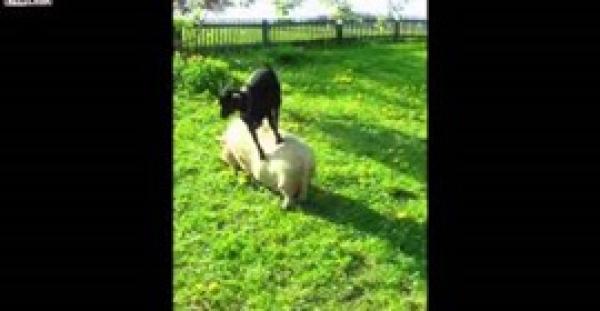 بالفيديو.. معزة مجنونة تعتلي ظهر خنزير للحصول على طعامها