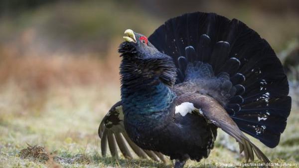 الشرطة الألمانية تلاحق شابين قتلا طائرا "دفاعا عن النفس"