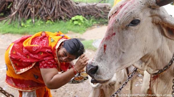 وسط تحذيرات الأطباء.. هنود يواجهون كورونا بروث الأبقار!