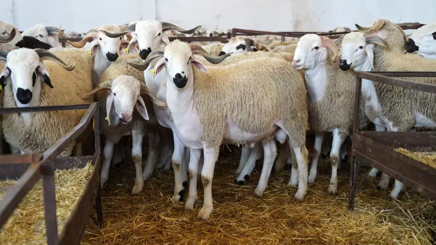 بعد إلغاء العيد.. رفاق "بنعبدالله" يشيدون بحكمة الملك ويطالبون الحكومة بسن تدابير عاجلة لدعم الكسابة