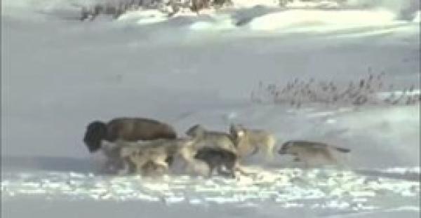 بالفيديو.. ثور يقدم أنثاه وجبة للذئاب
