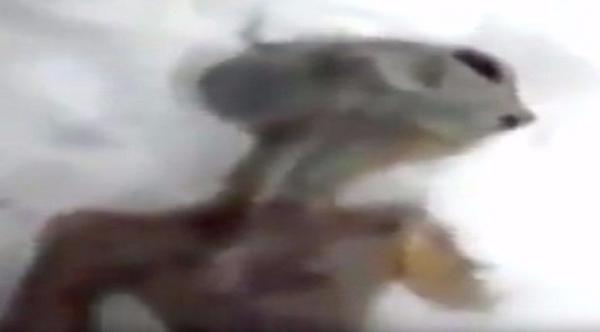 بالفيديو: روسي يعثر على جثة كائن فضائي تحت الثلوج