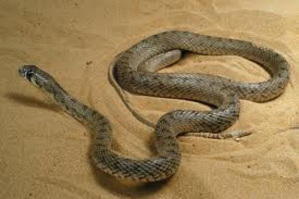 الحية والثعبان ... إعجاز بياني في قصة موسى عليه السلام