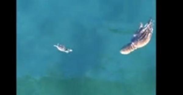 بالفيديو.. مطاردة مثيرة بين أخطبوط جائع وسلطعون