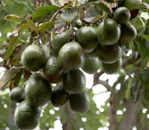 مزارعون يُضحون بـ"الأفوكادو" و"زيتون المائدة" بسبب الجفاف في إسبانيا!