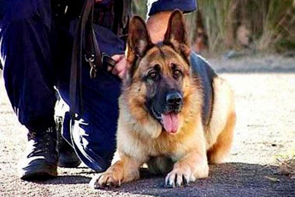 ميناء طنجة .. كلاب الشرطة تفضح مغربي قادم من اسبانيا وهذا ما ضُبط بحوزته