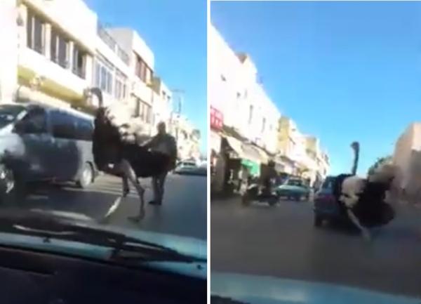 شاهد ظهور نعامة وسط مدينة مكناس امام استغراب ودهشة المواطنين