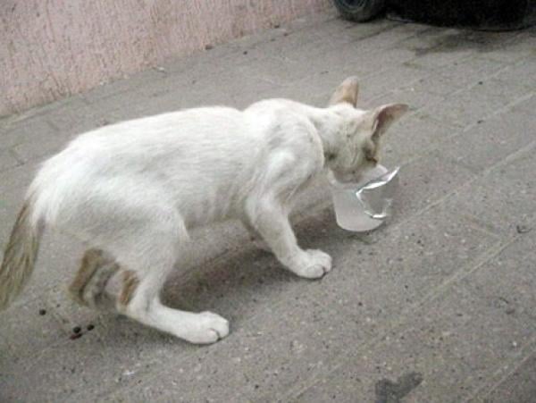 200 درهم غرامة إطعام الحيوانات السائبة في دبي