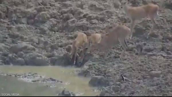 بالفيديو .. ثعبان يصطاد غزالا على طريقة التمساح الافرقي