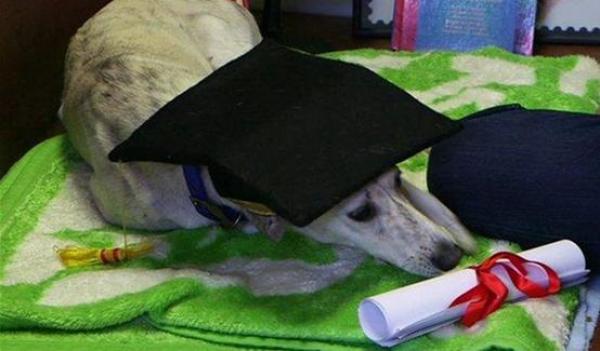  كلب يحصل على شهادة ماجستير في بريطانيا