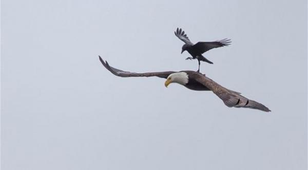 بالصور: غراب يمتطي نسراً في السماء