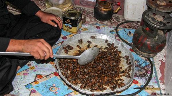 دراسة: تناول "صرصار الليل" كغذاء له فوائد كبيرة