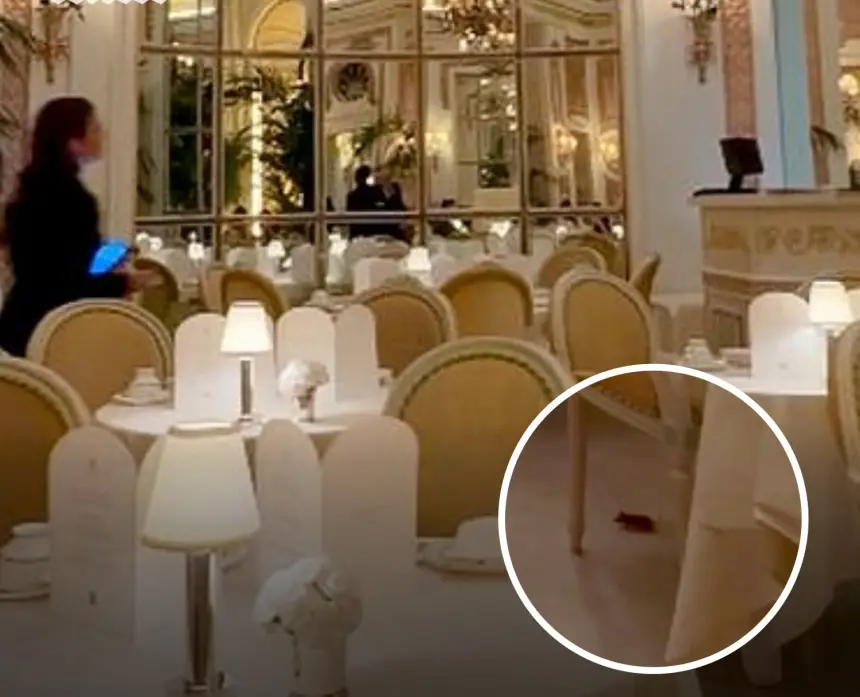 فأر على مائدة الخمس نجوم.. واقعة محرجة بفندق شهير في لندن (فيديو)