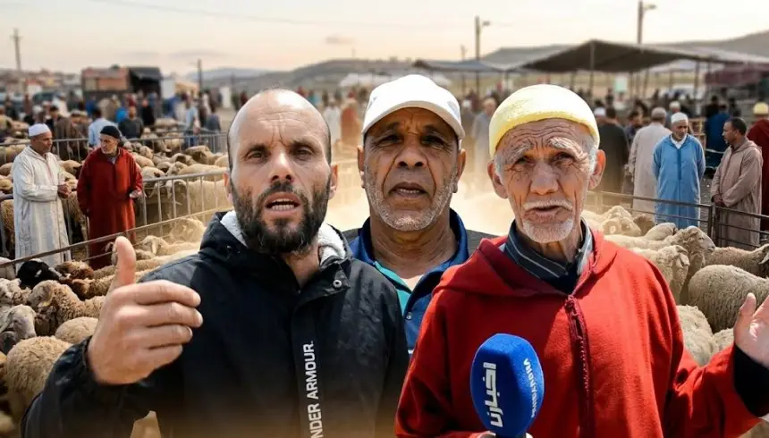 رغم دعم الدولة للفلاحين.. “لوبي الشناقة” يفجر أسعار الأكباش ويشعل غضب المغاربة (فيديو)