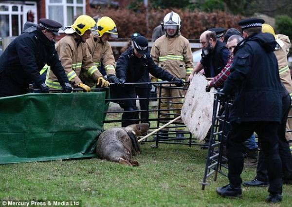بالفيديو: فقمة ضالة في حقل على بعد 30 كيلومتراً من البحر