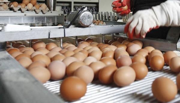 خبر سار للمغاربة .. أسعار البيض في رمضان تدفع الحكومة الى اتخاذ هذا الاجراء