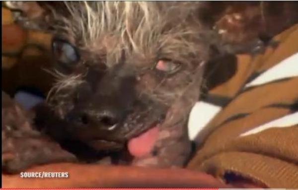 بالفيديو: تعرف على أقبح كلب في العالم