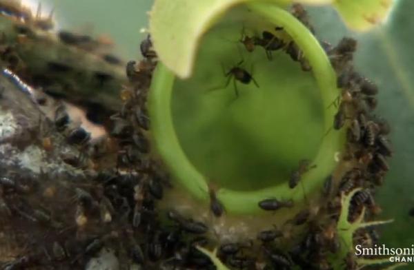 بالفيديو: نبتة تبتلع 6 آلاف حشرة في الساعة