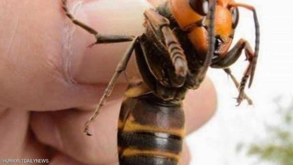 الدبّور الياباني "السفّاح" يفتك بـ 12 مليون "ضحية" في تركيا