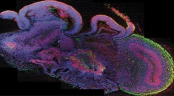 أهم 9 اكتشافات علمية في 2013