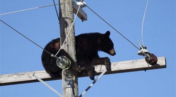 دب أسود ضخم  ينام على عمود خوفاً من كلاب
